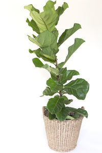 Close-up of plant in basket