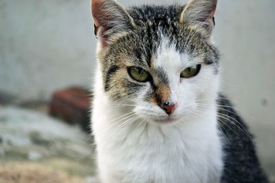 Close-up portrait of cat