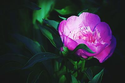 Close-up of pink rose