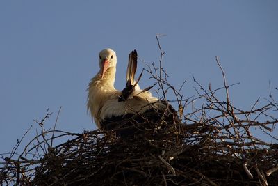 Low angle view of stock in nest against clear sky