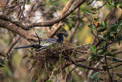 Female anhinga bird called anhinga anhinga and snakebird makes a nest as she prepares to lay eggs 