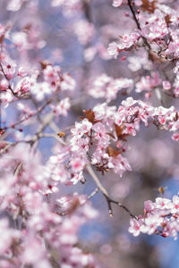 Vertical shot of beautiful pink flowers