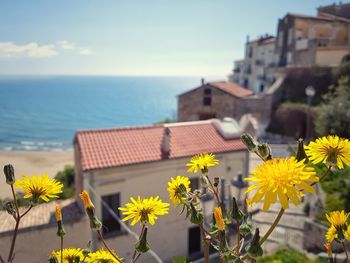 Yellow flowering plants by sea and buildings against sky