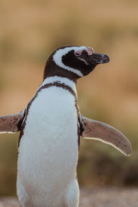 Magellanic penguin in patagonia.