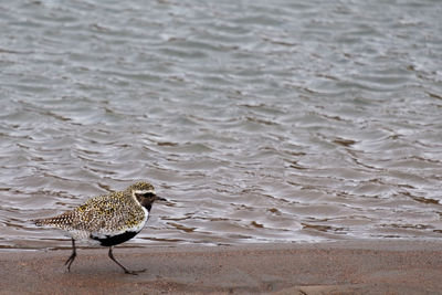 Bird on beach
