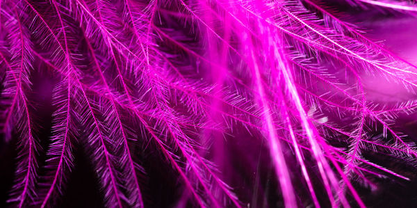 Full frame shot of multi colored plant