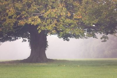 Trees on grassy field