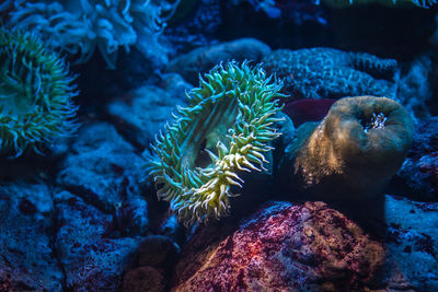 View of coral in sea