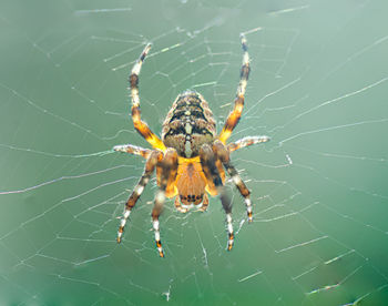 Close-up of spider on web