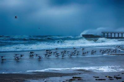 Seagulls flying over sea against sky