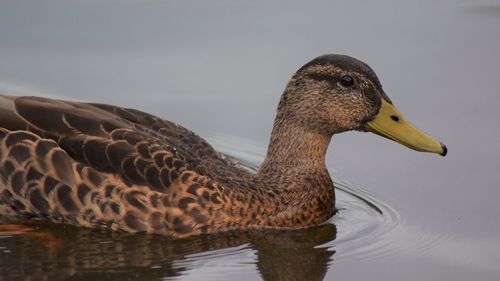 Close-up of duck swimming in lake