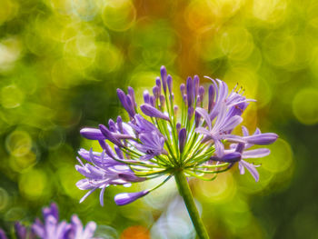 Close-up of purple flowering plant