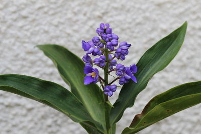 Close-up of purple flowers