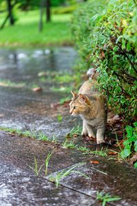 Cat sitting on wet footpath