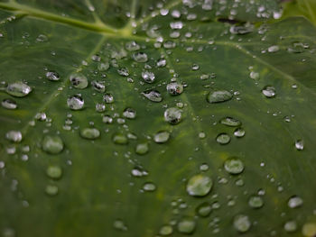 Full frame shot of raindrops on leaves