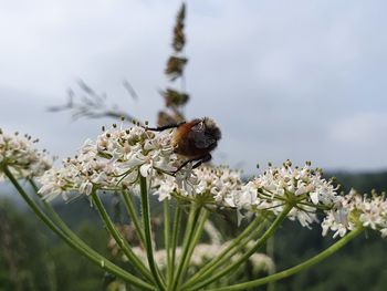 Close-up of bee pollinating flower