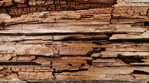 Full frame shot of logs in forest