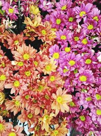 Full frame shot of multi colored flowers blooming outdoors