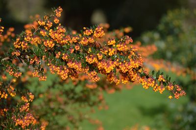 Close-up of orange flowering plant