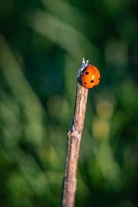 Close-up of ladybug on plant