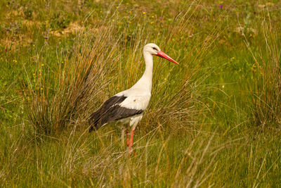 Side view of a bird on grass