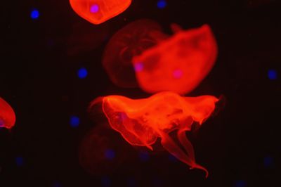 Jellyfish swimming in shanghai ocean aquarium