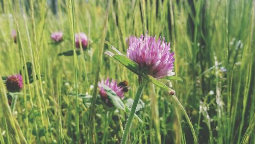 Close-up of pink flowering plants on field