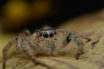 Close-up of spider