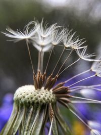 Close-up of dandelion flower