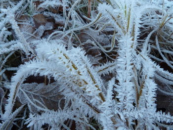 Close-up of snow covered pine tree