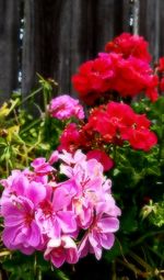 Close-up of pink flowers blooming outdoors