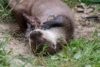 Portrait of an asian small clawed otter lying on the ground while playing with a stone