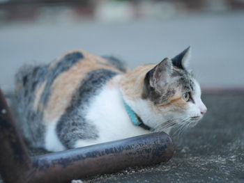 Close-up of cat lying down