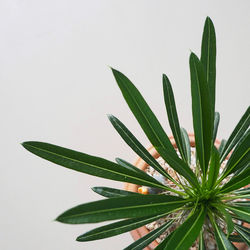 Close-up of succulent plant against white background