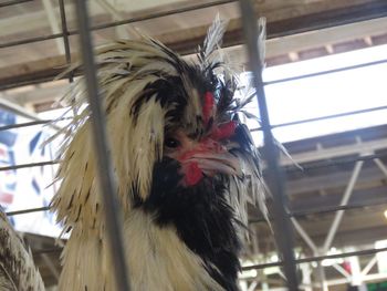 Close-up of rooster in cage