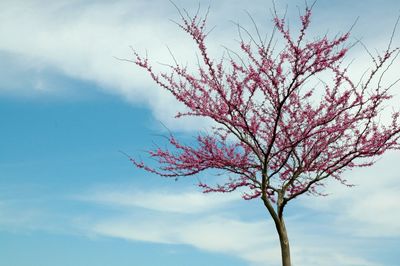 Low angle view of trees against cloudy sky