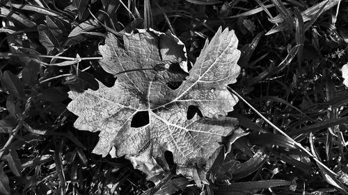 Close-up of leaves