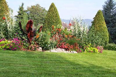 Plants growing in park