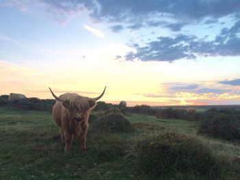 Highland cattle standing on grassy field against sky