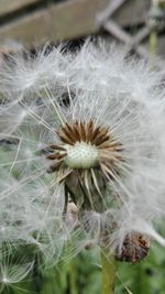 Close-up of dandelion