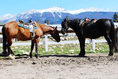 Horses standing in ranch