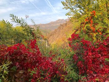 Scenic view of red flowering plants on land against sky