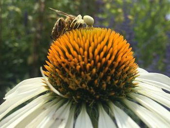 Close-up of insect on flower