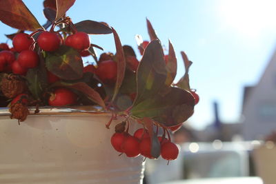 Close-up of red berries growing on tree