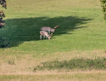 Deer in a field