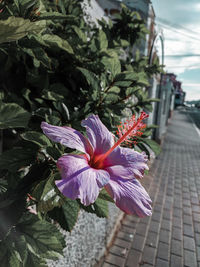 Close-up of purple hibiscus flower