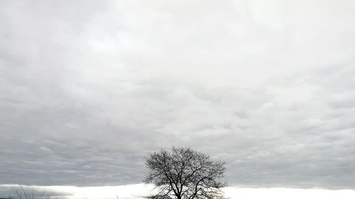 Low angle view of tree against sky