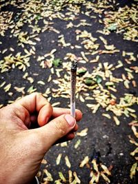 Cropped hand holding marijuana joint over leaves