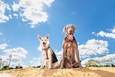 Portrait of dog sitting on land against sky