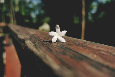 Close-up of white flower on table